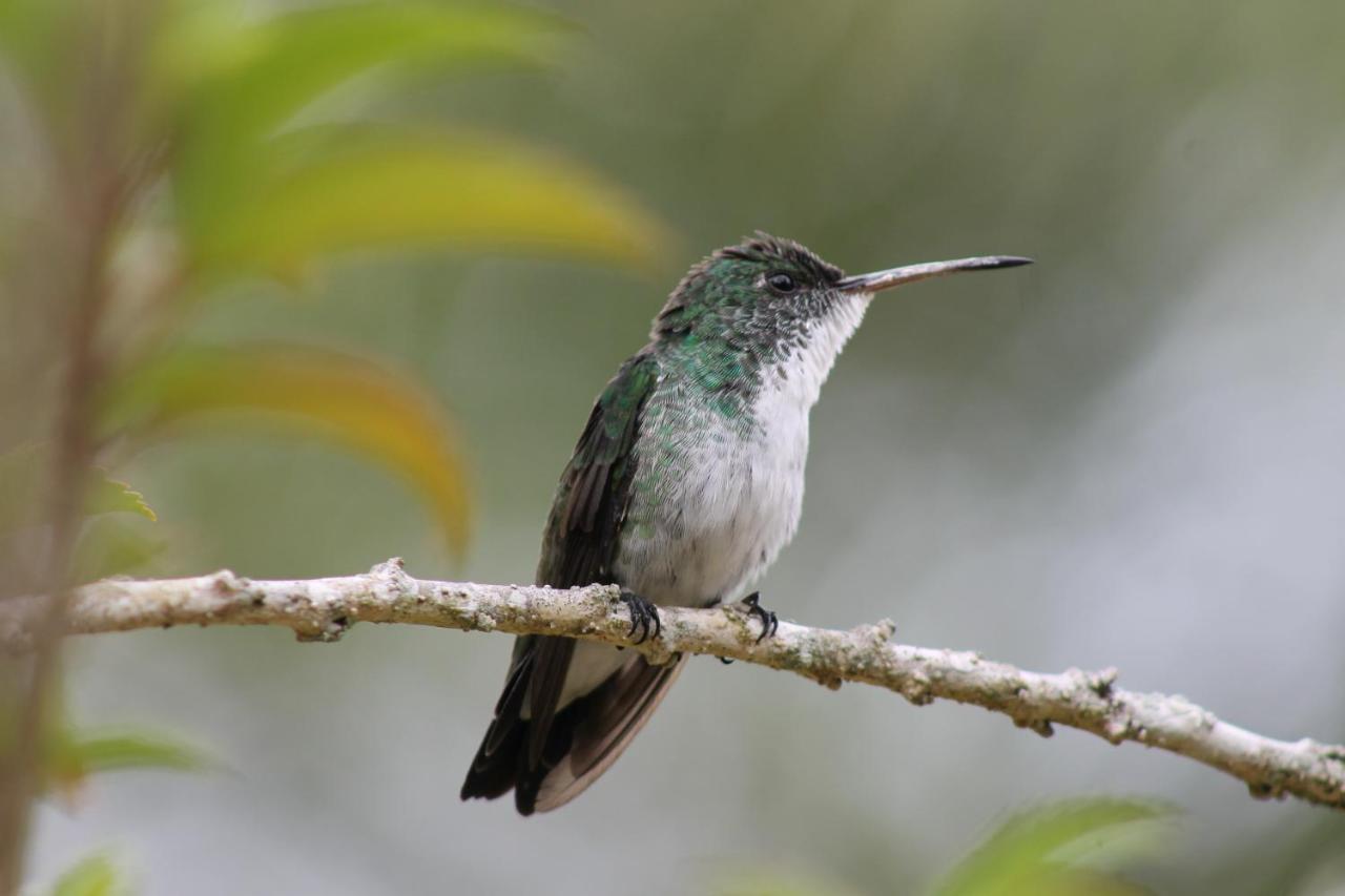 Pousada Colibri Morro de Sao Paulo Ngoại thất bức ảnh